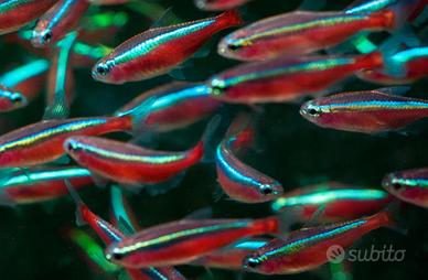 Pesci NEON e CARDINALI