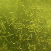 Starter/inoculo Anguillole dell'aceto