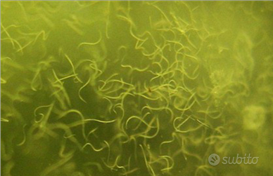 Starter/inoculo Anguillole dell'aceto