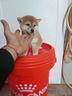 cuccioli-di-shiba-inu