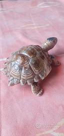 Statuetta Tartaruga porcellana