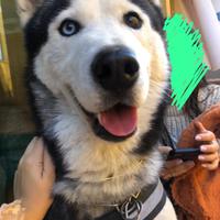 Hero, cane vivace e coccolone