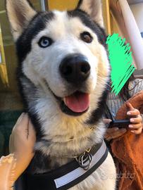 Hero, cane vivace e coccolone