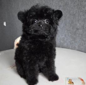Cucciolo MALTIPOO di 2 mesi NERO