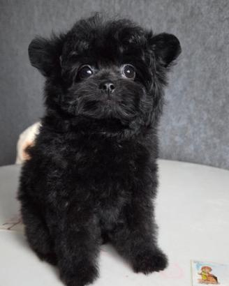 Cucciolo MALTIPOO di 2 mesi NERO