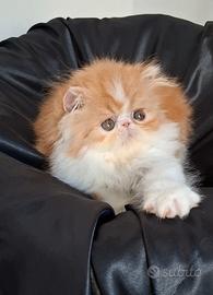 Gatta cucciola razza persiana