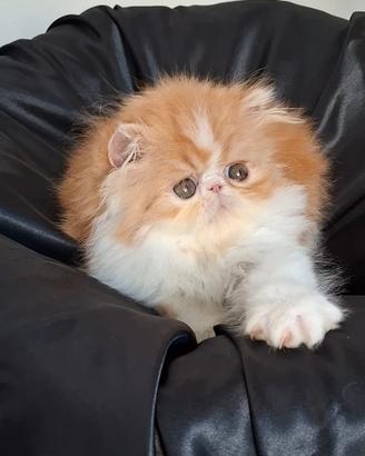 Gatta cucciola razza persiana