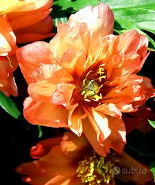 Pianta di Peonia Itoh Orange Victory