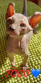 Sphynx canadian cuccioli disponibili
