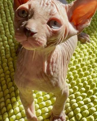 Sphynx canadian cuccioli disponibili
