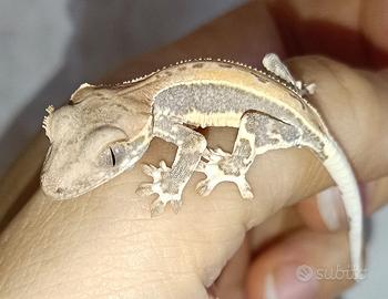 Baby geco Ciliatus Lilly White femmina