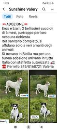 Cani meticci di 5 mesi