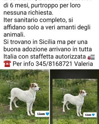 Cani meticci di 5 mesi
