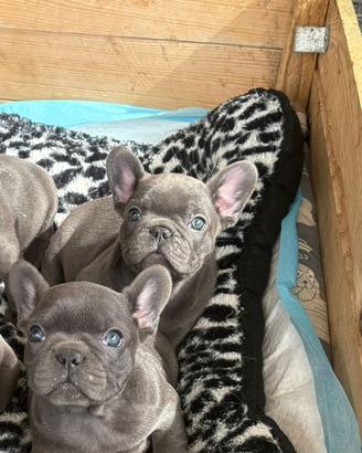 Cuccioli bulldog francese