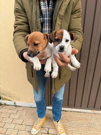 Cuccioli di Jack Russell