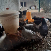 Pollastrelle di 5 mesi