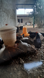 Pollastrelle di 5 mesi