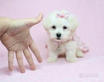 maltese toy