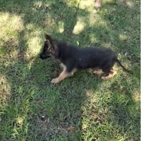 Pastore Tedesco cucciola femmina