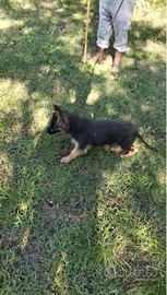 Pastore Tedesco cucciola femmina