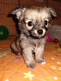 chihuahua pedigree Enci 
