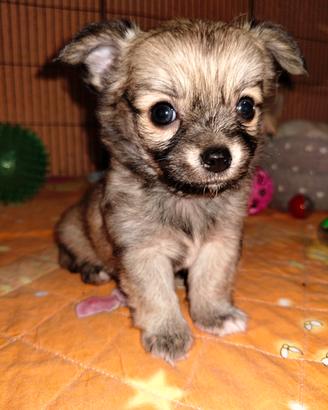 chihuahua pedigree Enci 