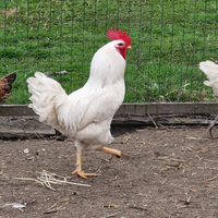 Gallo da riproduzione