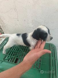 Disponibili Cuccioli setter inglese