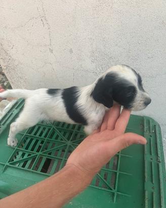 Disponibili Cuccioli setter inglese