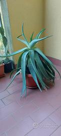 pianta Aloe