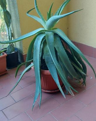 pianta Aloe