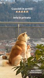 Cuccioli Akita Inu