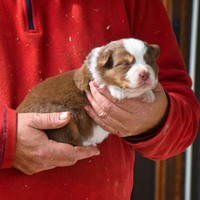 Cuccioli di pastore australiano