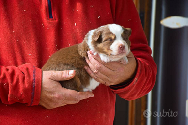 Cuccioli di pastore australiano