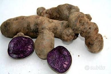 Semi per piantare la patata nera con polpa viola