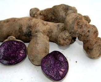 Semi per piantare la patata nera con polpa viola