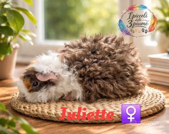 Cavie di razza Lunkarya