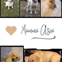 Cuccioli di labrador retriever con Pedigree