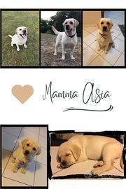 Cuccioli di labrador retriever con Pedigree