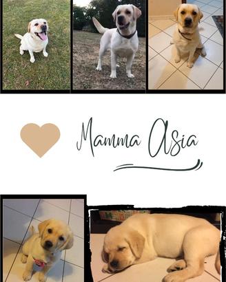 Cuccioli di labrador retriever con Pedigree