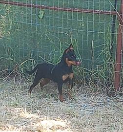 Coppia di pinscher toy