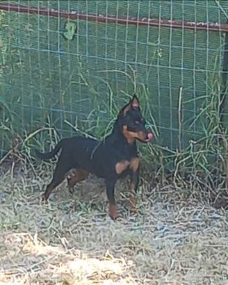 Coppia di pinscher toy