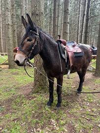 Mulo monta americana