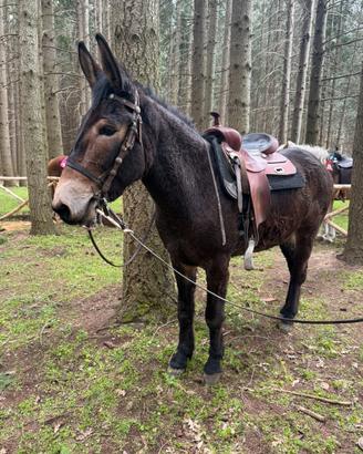 Mulo monta americana