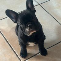 Ultima cucciola di bulldog francese