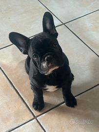 Ultima cucciola di bulldog francese