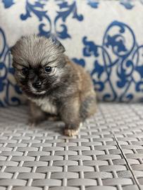 Spitz di Pomerania