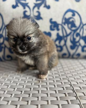 Spitz di Pomerania