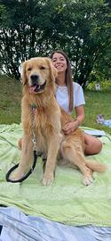 Golden retriever per accoppiamento monta