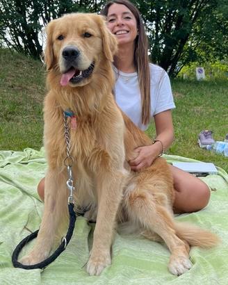 Golden retriever per accoppiamento monta
